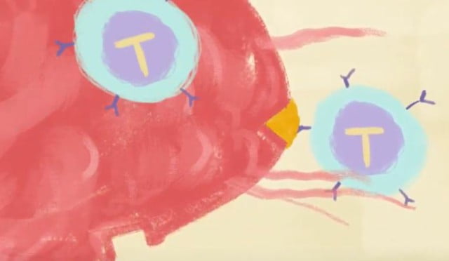 sistema inmunológico linfocitos del tipo T