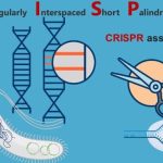 ¿Qué es CRISPR? ¿Qué estudia y para qué sirve?