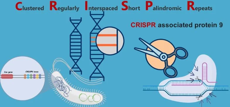 ¿Qué es CRISPR? ¿Qué estudia y para qué sirve?