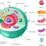 ¿Qué es una célula (la unidad básica de la vida): cómo funcionan y para qué sirven?