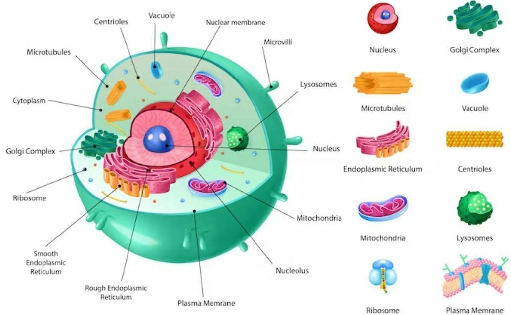 ¿Qué es una célula (la unidad básica de la vida): cómo funcionan y para qué sirven?