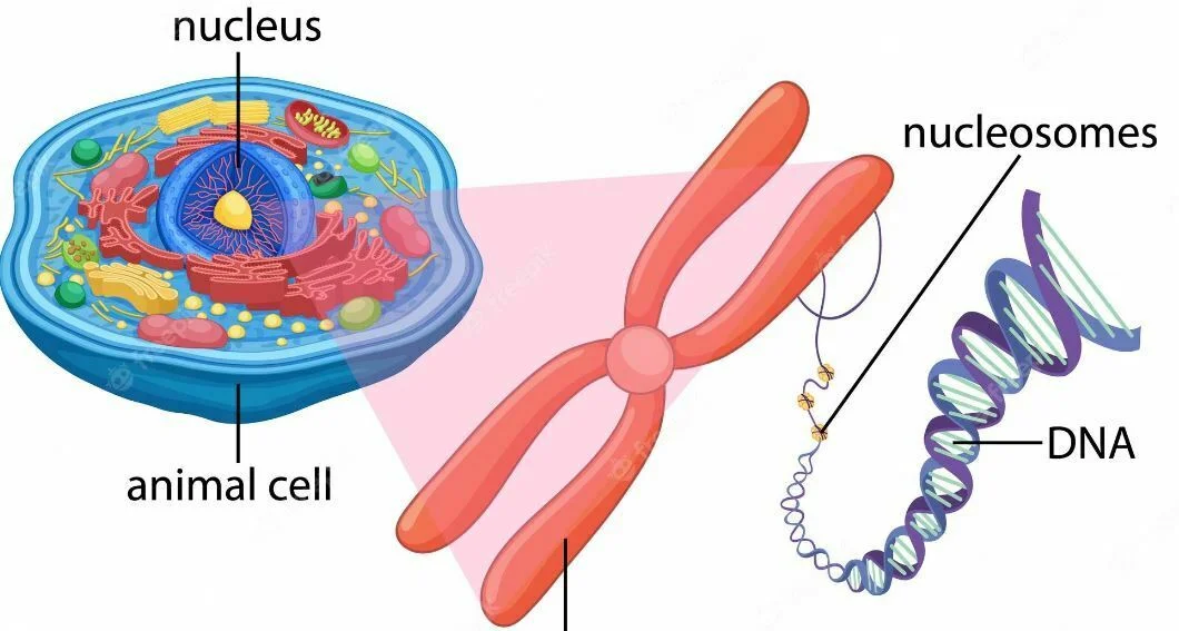 ¿Qué son los Cromosomas? Estructura, Función y Importancia